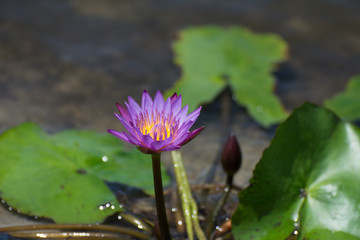 Purple lotus flower on a small lake.