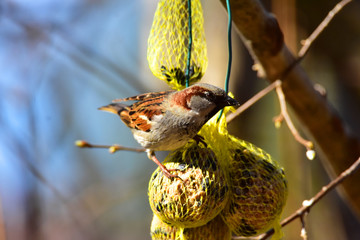 Sparrow eating nuts