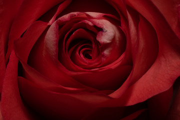 Close up of a Rose