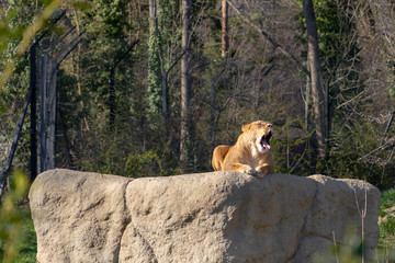 Lion on a rock in a zoo