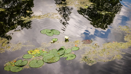 Lilies in the city pond