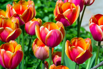 Fototapeta premium Beautiful red and yellow tulips