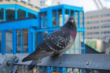 Pigeon