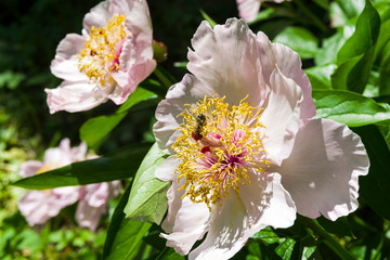 Bee on rhododendron flower.