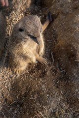 Meerkats in a zoo