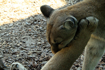 Bremerhaven, Zoo at the Sea, Free Hanseatic City of Bremen, Germany, Europe