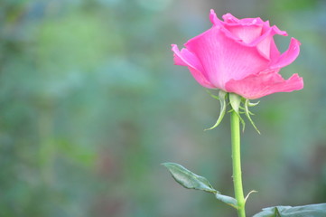 Pink Rose