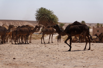 Wielbłądy przy wodopoju w oazie