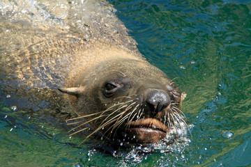 Bremerhaven, Zoo at the Sea, Free Hanseatic City of Bremen, Germany, Europe