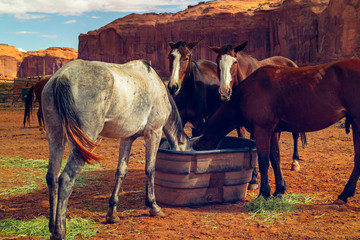 Beautiful Horses and Red Rocks, Monument Valley Navajo Tribal Park, Utah