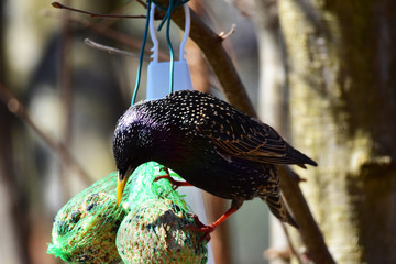 Starling eating on a tree