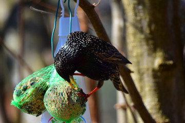 Starling in a garden