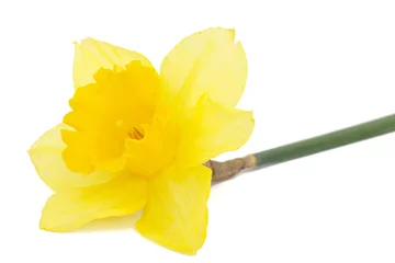 Outdoor kussens Flower of yellow Daffodil (narcissus), isolated on white background © kostiuchenko