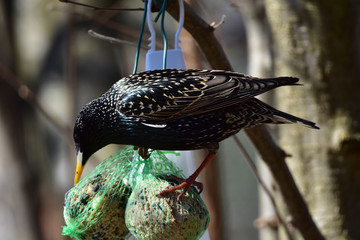 Starling in a garden