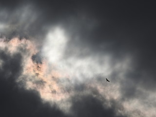 bird in the sky