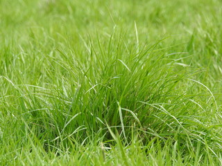 closeup of green grass