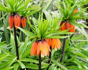 fritillaria imperialis orange flower
