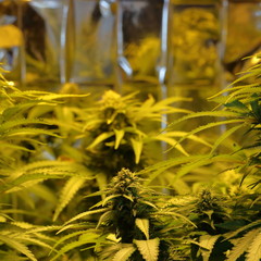 Culture of cannabis flowers in a culture box