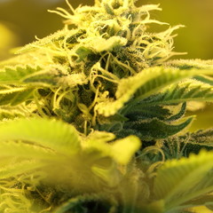 Cannabis bud showing resin glands and pistil on flower