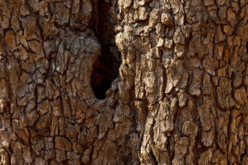 cracked tree bark close-up. old wood texture. background