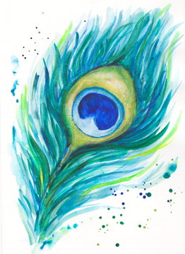 Background Peacock feather watercolor picture on a white