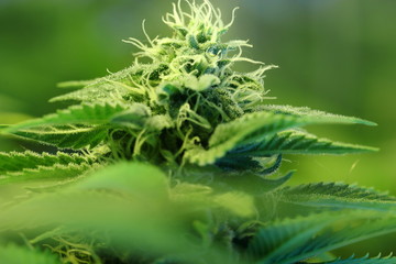 Cannabis bud showing resin glands and pistil on flower