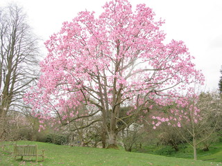 Fototapeta na wymiar Pink blossom in Spring