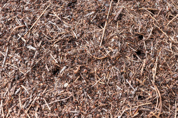 Ameisenhaufen im Zirbenwald