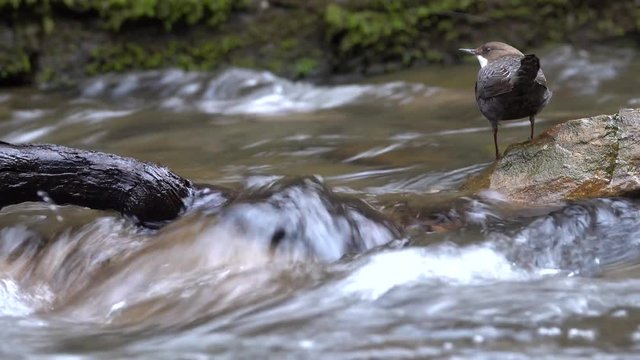 Wasseramsel, White-throated Dipper (Cinclus cinclus)