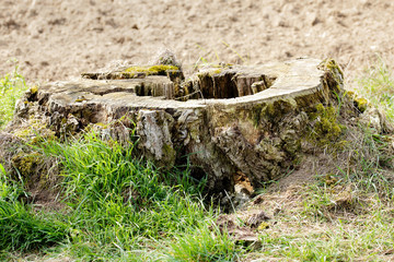Tree stump against blurred field © Clark Ukidu