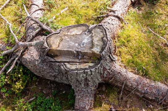 Strunk-Bilder: Stock-Fotos & -Videos. | Adobe Stock