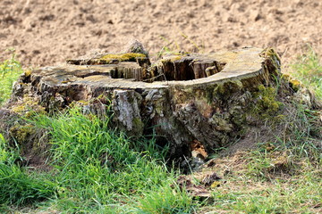 Tree stump against blurred background