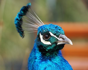 peacocks head close up