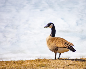 canada goose canadensis