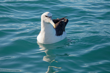Buller's Albatross, Kaikoura coast, New Zealand.