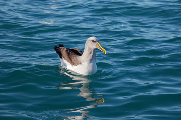 Buller's Albatross, Kaikoura coast, New Zealand.