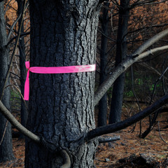 Pink ribbon tied to a burned and charred pine tree, New Zealand.