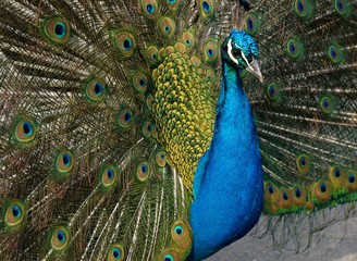 peacock with feathers