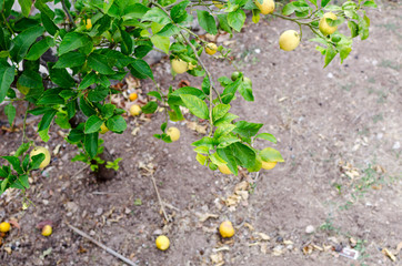 VALLDEMOSSA DETALLES 2017 VERANO