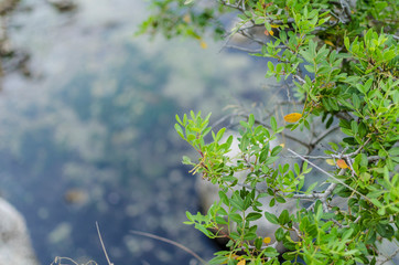 VEGETACION SIERRA TRAMUNTANA MALLORCA