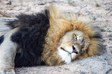 Leone dorme sdraiato nella savana