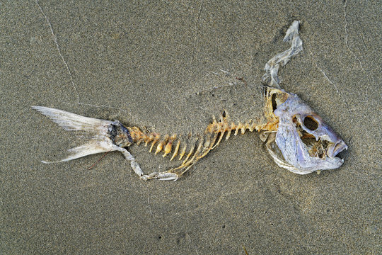 Fish skeleton on a beach, New Zealand.