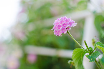 FLORES MORADAS MALLORCA BALEARES