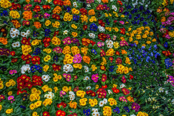 Fototapeta na wymiar Various color flower background wall