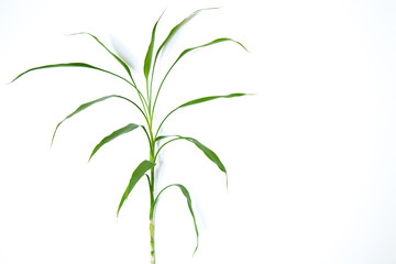 Fototapeta na wymiar Thin plant and thin leaves