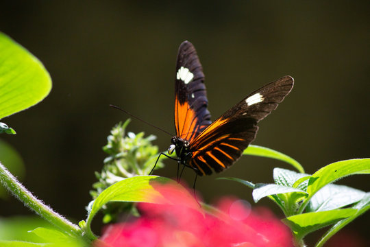 Orange and black butterfly © Kathy