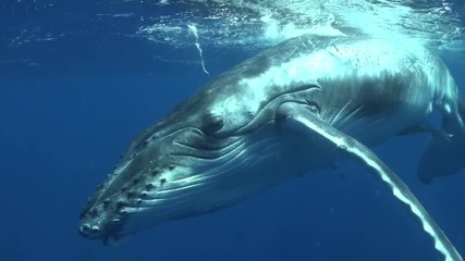 Close-up whale underwater with diver in Pacific Ocean. Giant whale underwater in pure transparent water in Tonga Polynesia.