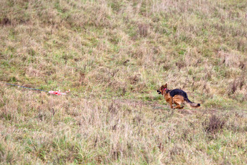 Dog breed German Shepherd running on the field in autumn. Coursing