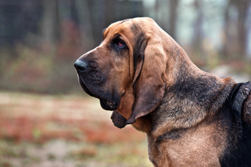 Dog breed bloodhound portrait in autumn park - obrazy, fototapety, plakaty