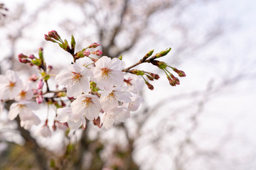 [花]桜（ソメイヨシノ）
